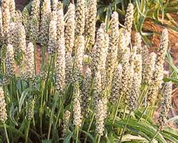 /plantago psyllium